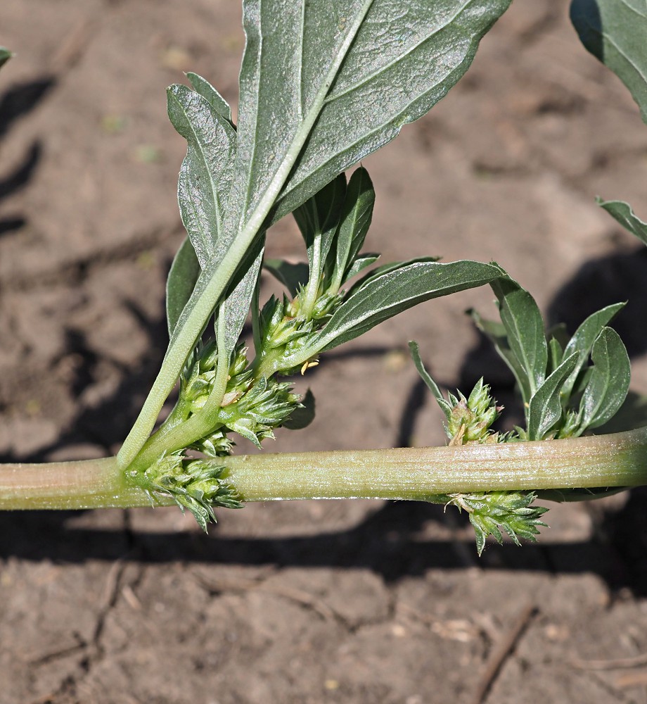 Image of Amaranthus blitoides specimen.