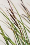 Carex acuta