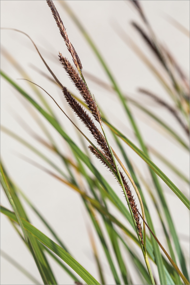 Image of Carex acuta specimen.