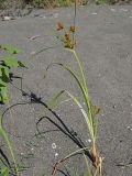 Cyperus glomeratus
