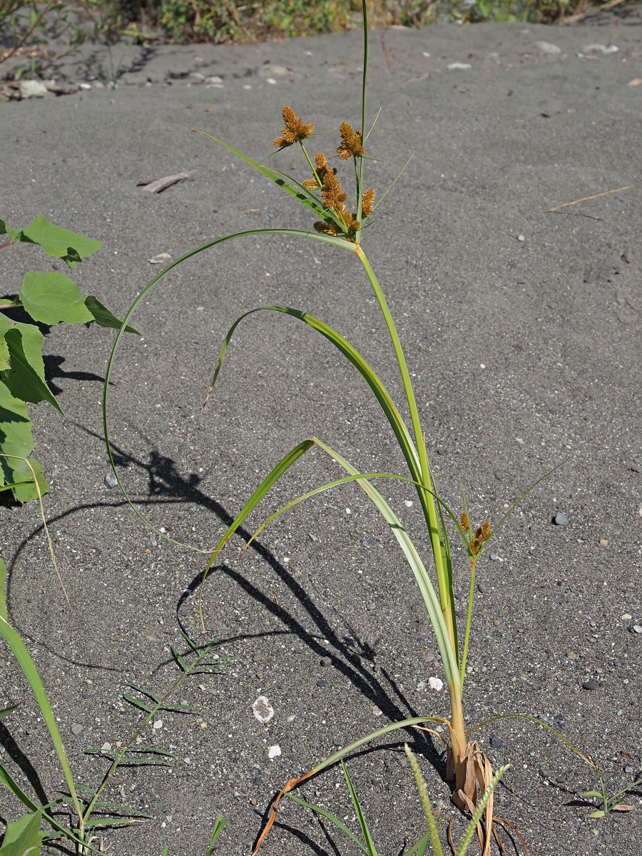 Изображение особи Cyperus glomeratus.