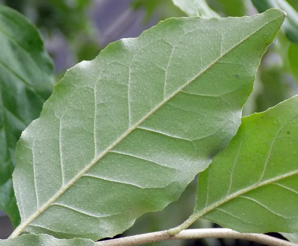 Image of Elaeagnus umbellata specimen.