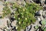 Ranunculus trichophyllus