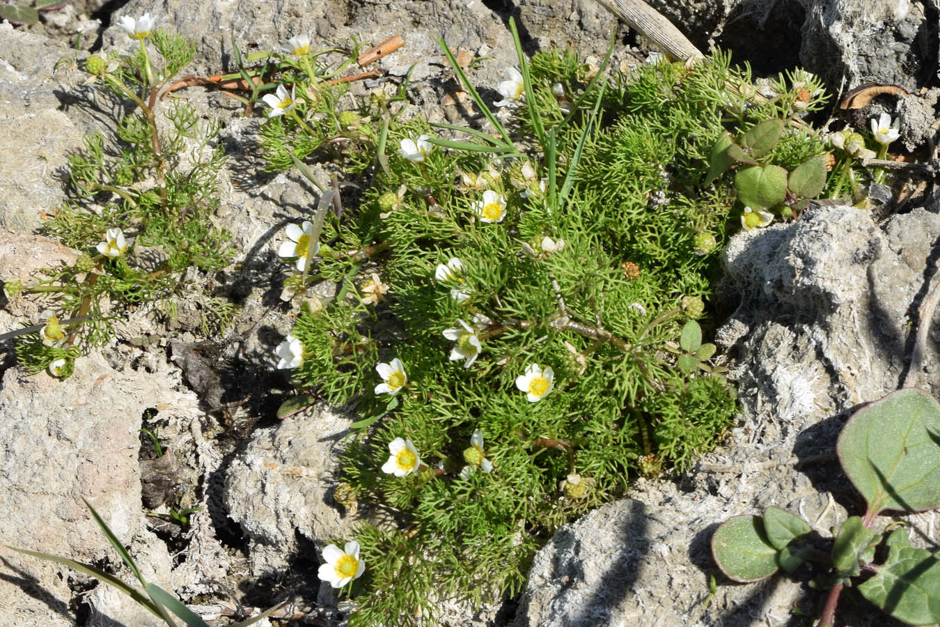 Изображение особи Ranunculus trichophyllus.