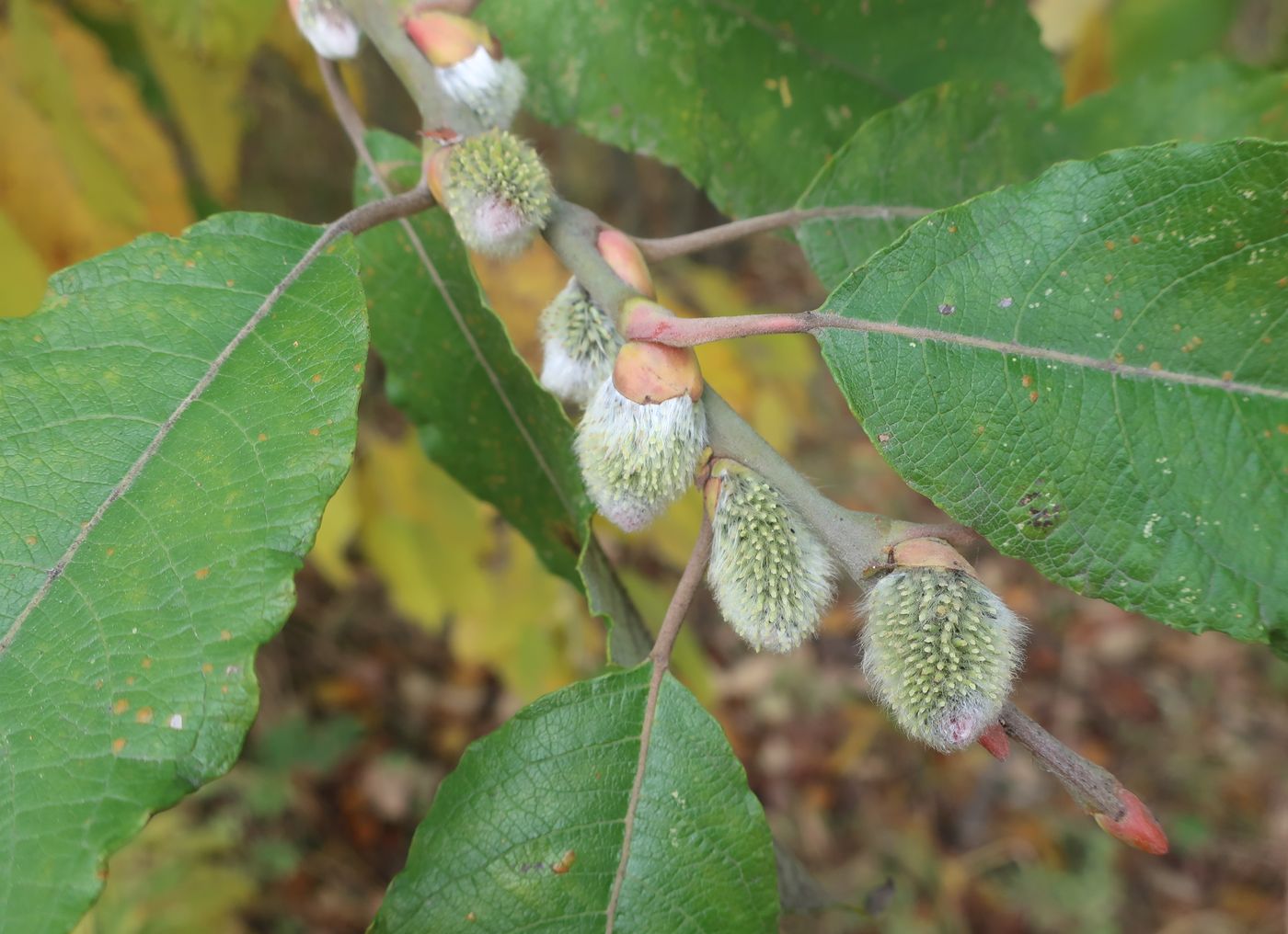 Изображение особи Salix caprea.