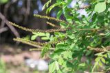 Amorpha fruticosa