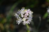 Allium denudatum