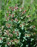 Euphorbia condylocarpa