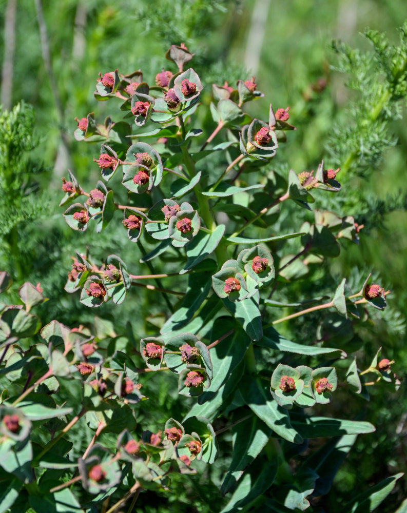 Изображение особи род Euphorbia.