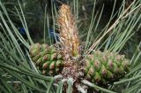 Pinus pallasiana