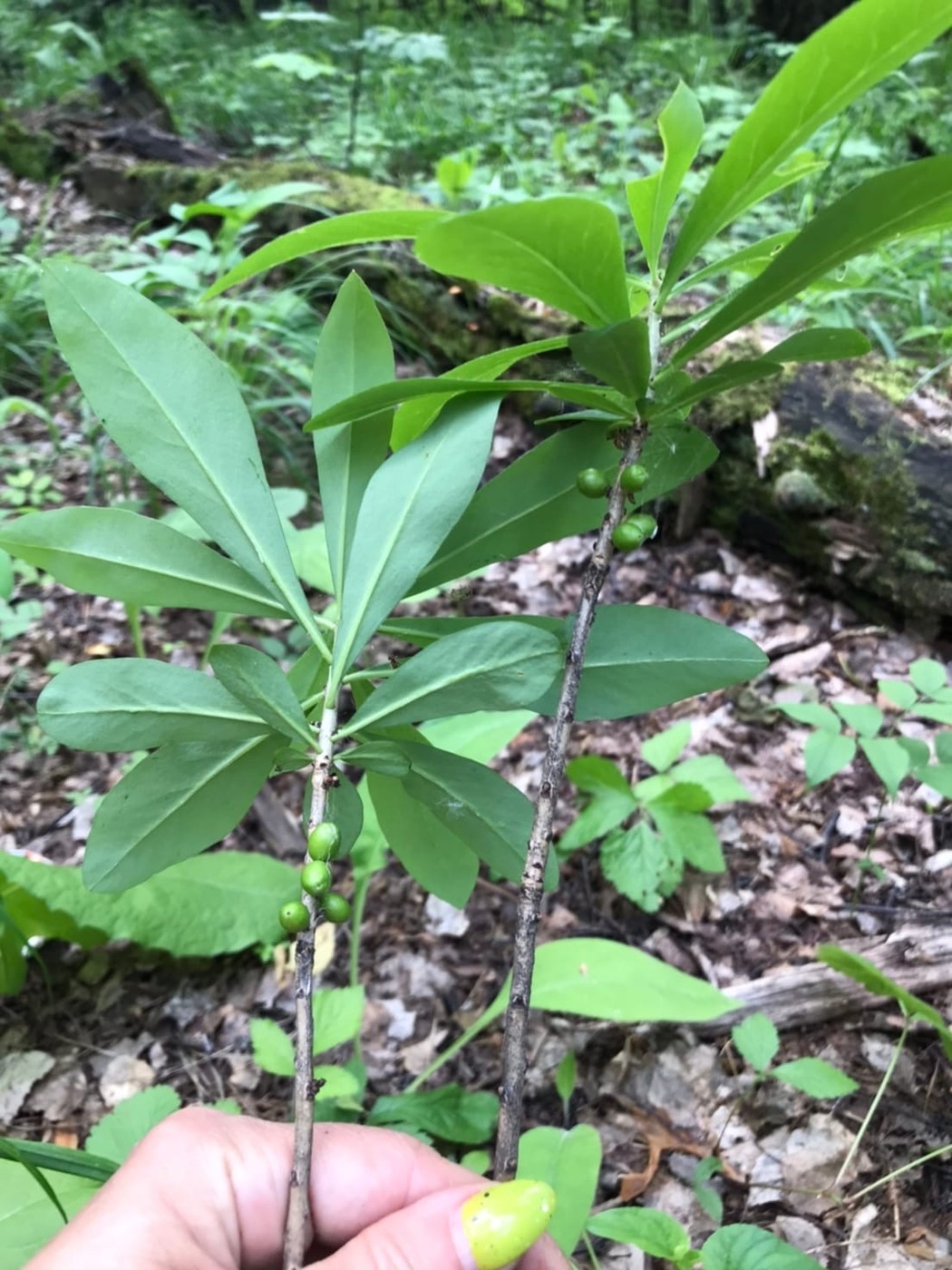 Image of Daphne mezereum specimen.