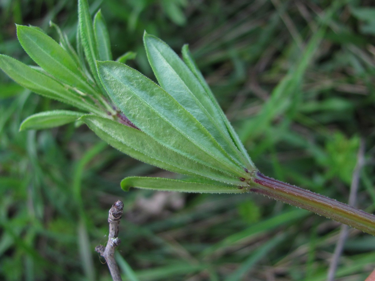 Image of Galium pseudorivale specimen.