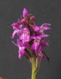 Dactylorhiza russowii