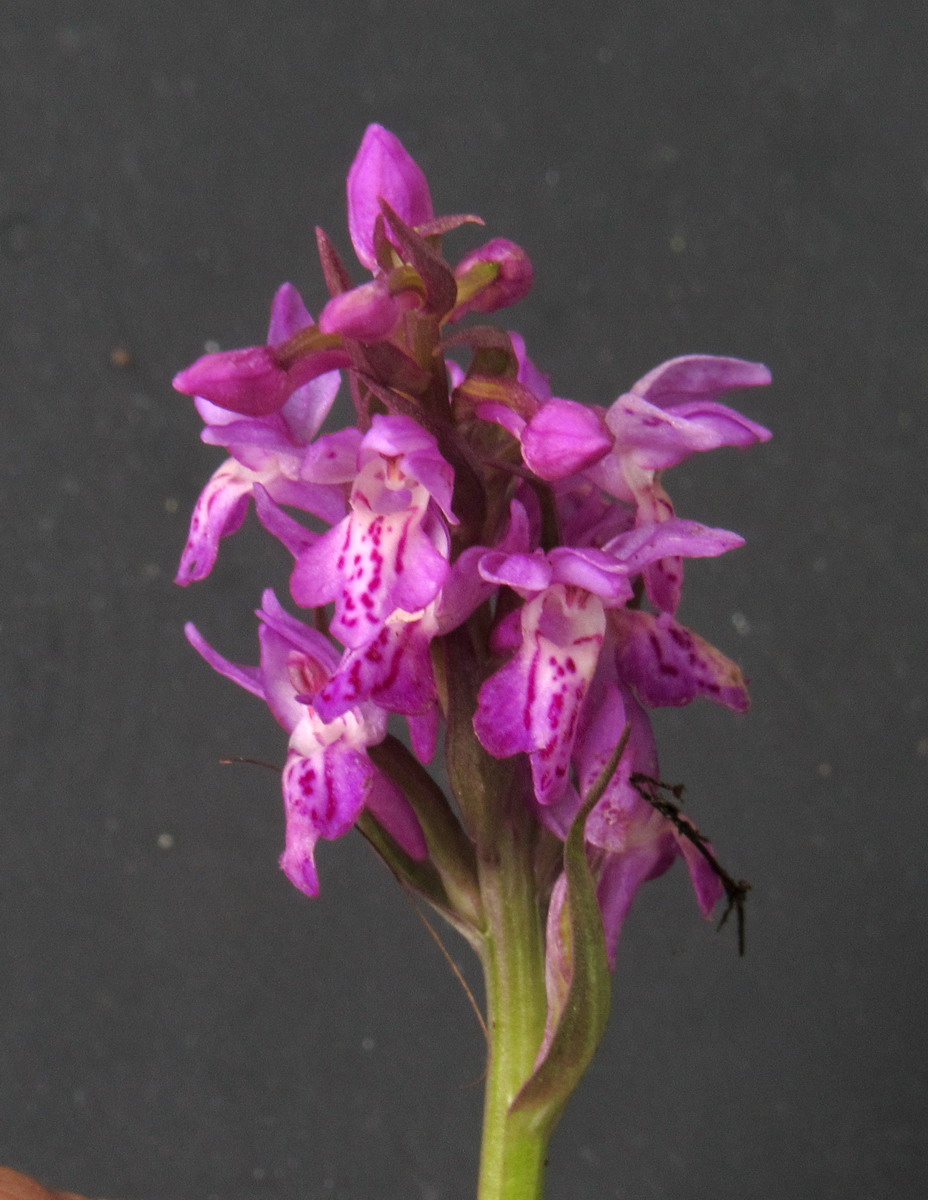 Image of Dactylorhiza russowii specimen.