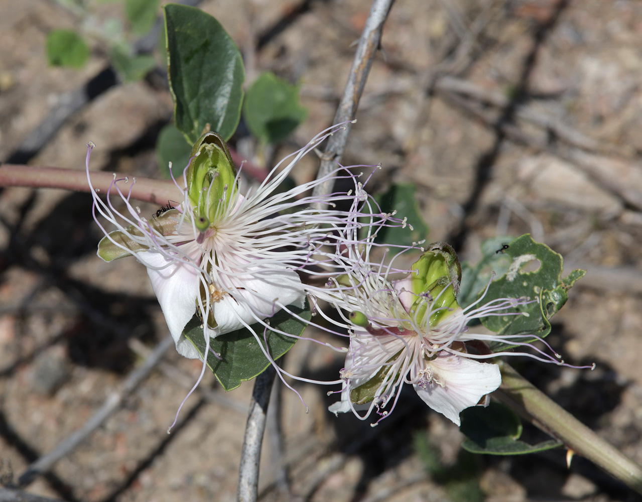 Изображение особи Capparis herbacea.