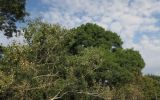 Populus alba. Часть кроны на фоне кроны Fraxinus. Болгария, г. Бургас, Приморский парк, в культуре. 16.09.2021.