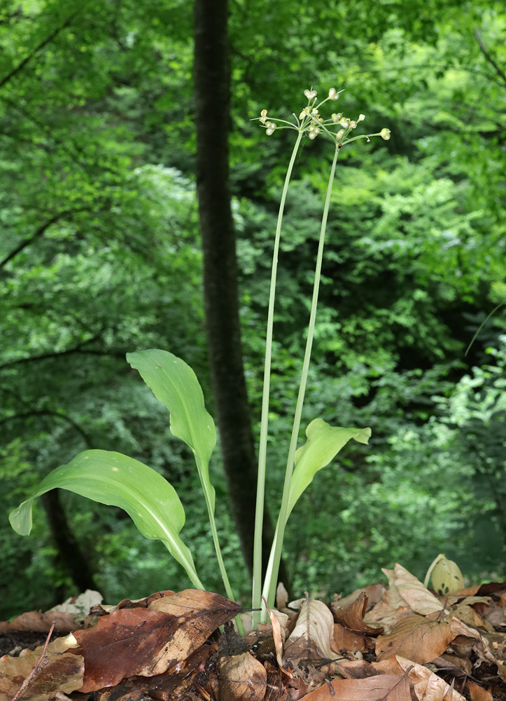 Изображение особи Allium ursinum.