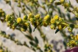 Artemisia pamirica