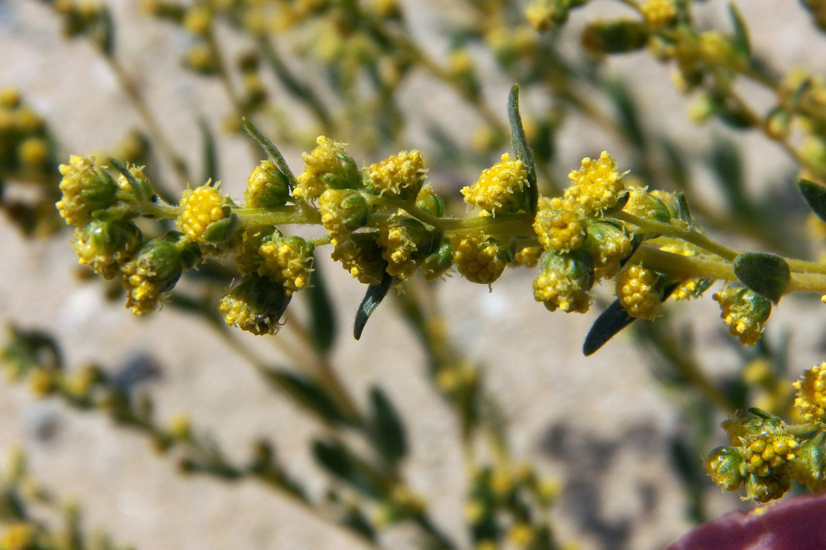 Image of Artemisia pamirica specimen.