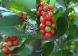 genus Smilax