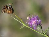 Centaurea adpressa