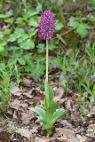 Orchis гибридный подвид transcaucasica