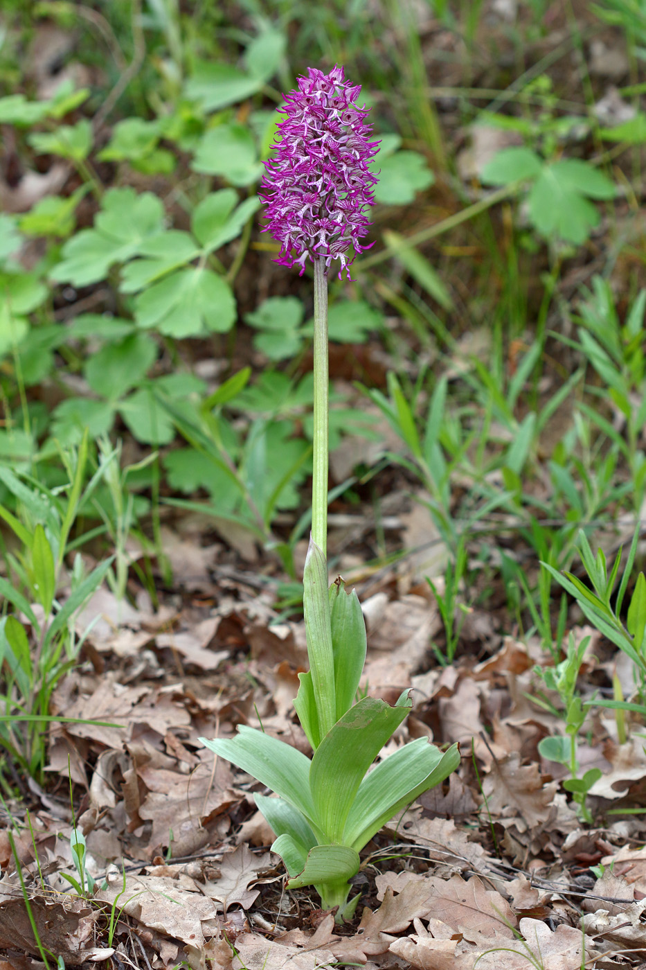 Изображение особи Orchis &times; angusticruris nothosubsp. transcaucasica.