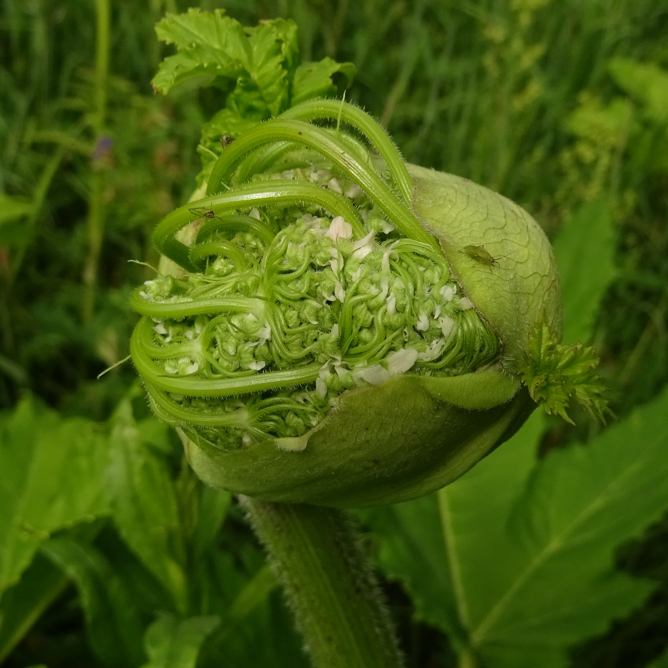 Image of Heracleum sosnowskyi specimen.