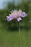 Knautia arvensis