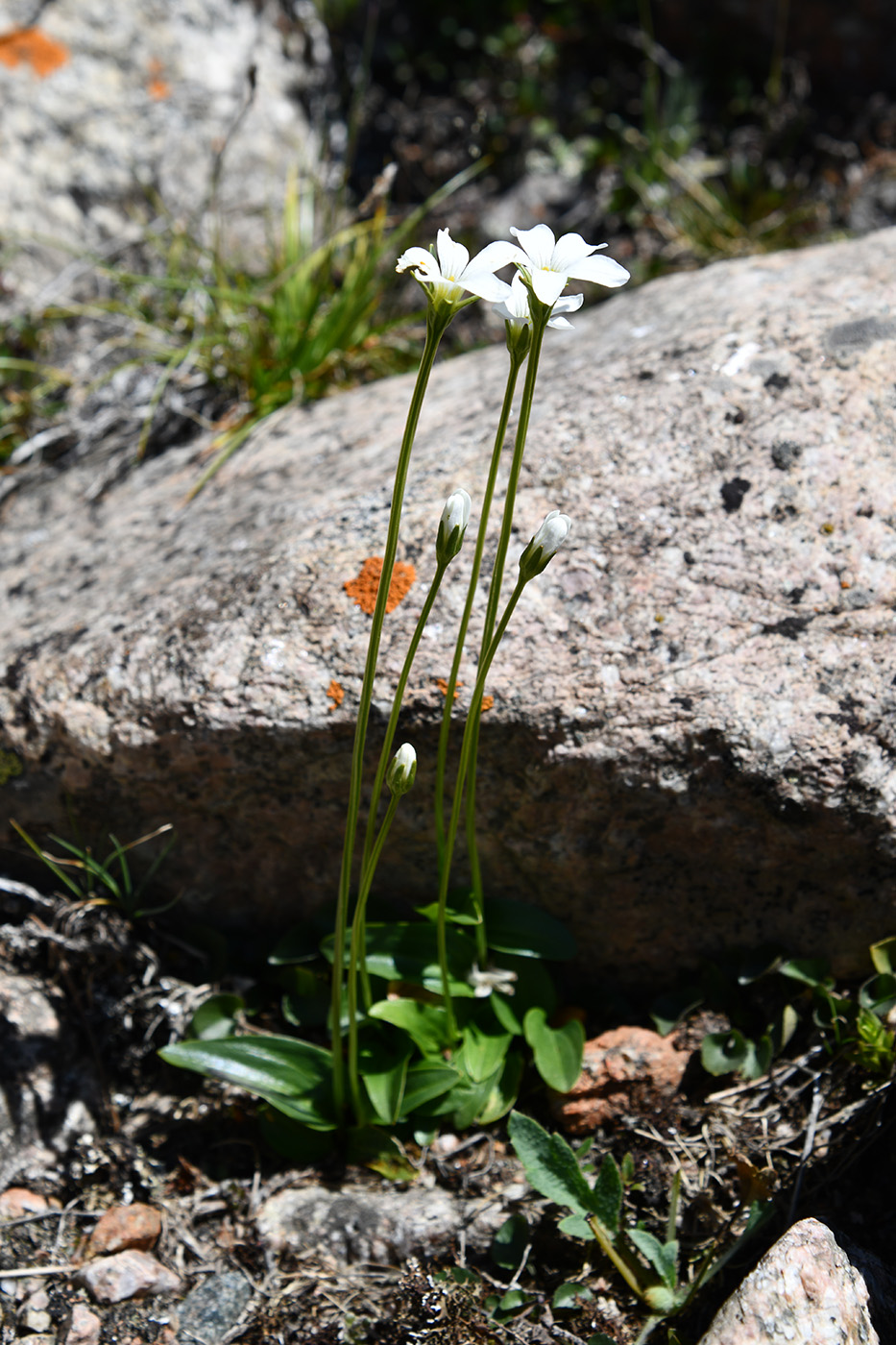 Изображение особи Parnassia laxmannii.