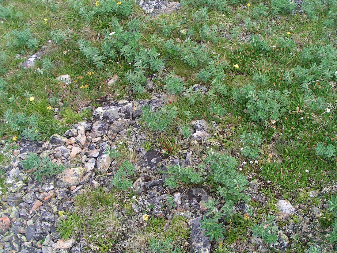 Image of Thermopsis alpina specimen.