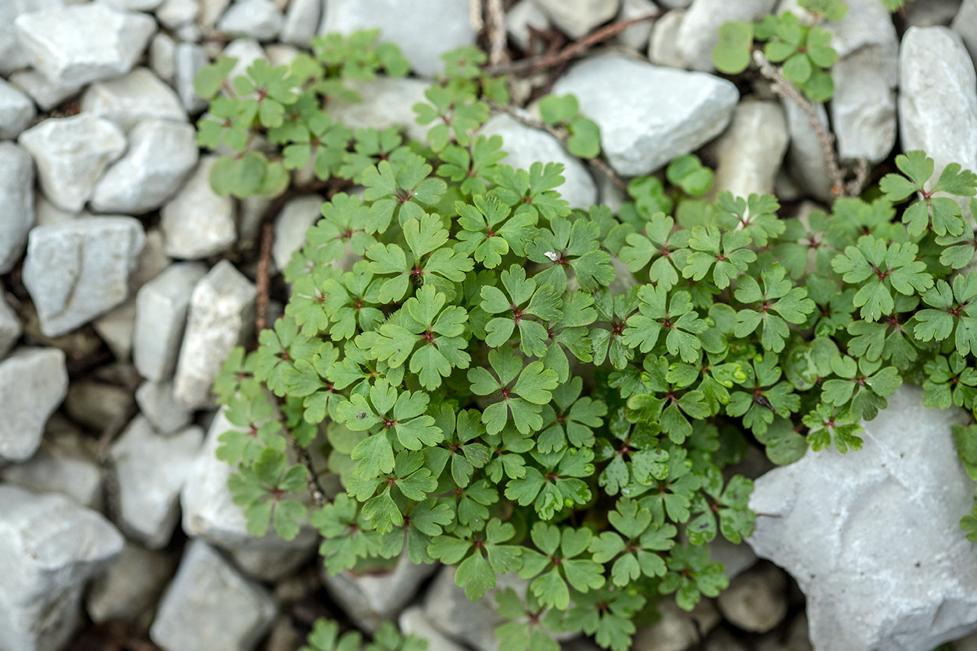 Изображение особи Geranium robertianum.