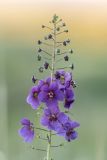 Verbascum phoeniceum