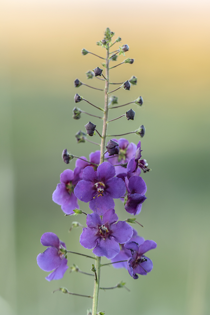 Image of Verbascum phoeniceum specimen.