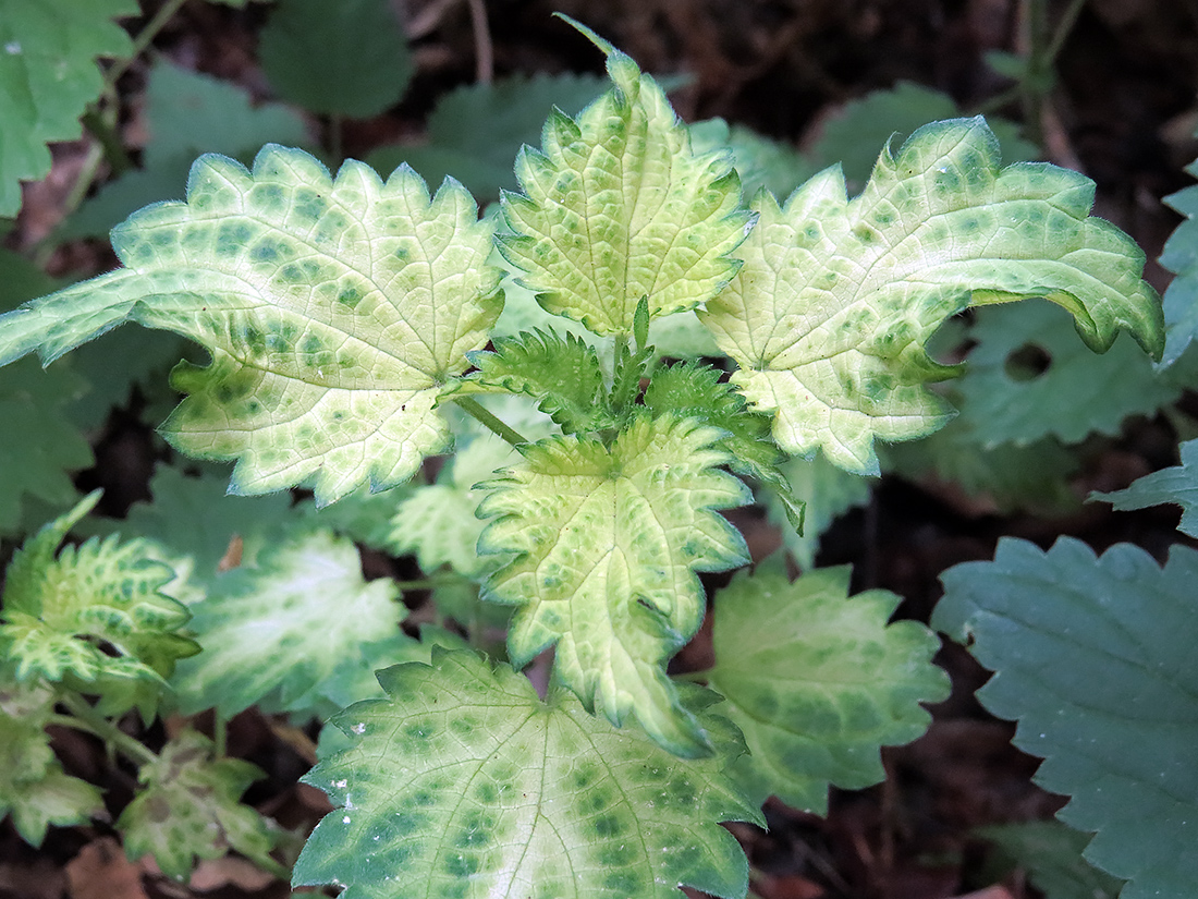 Изображение особи Urtica dioica.