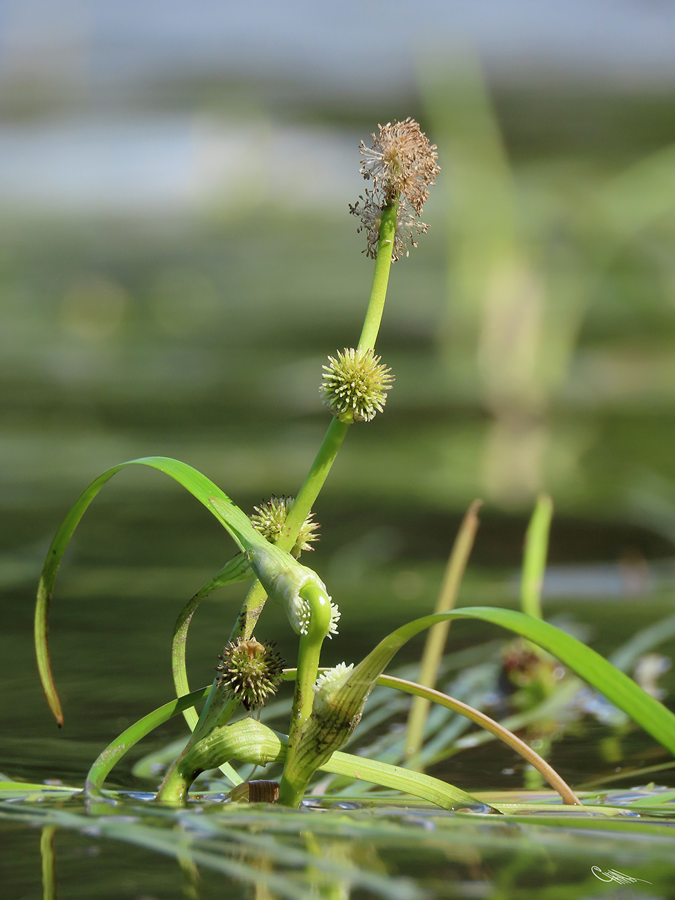 Изображение особи Sparganium &times; longifolium.