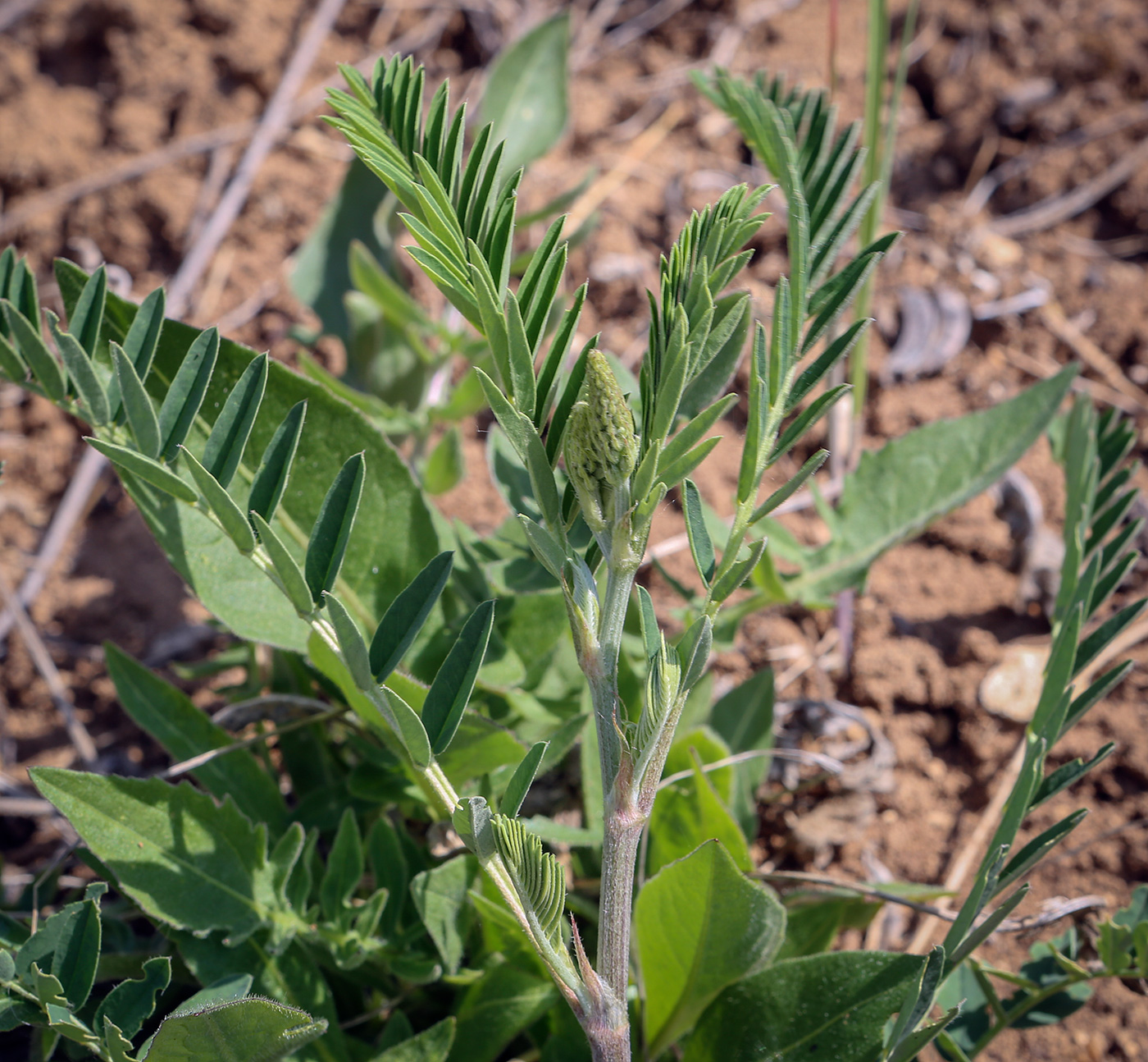 Изображение особи Astragalus falcatus.