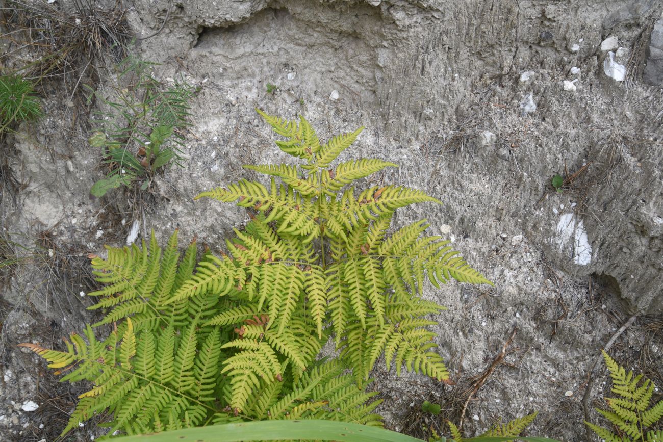 Изображение особи Pteridium aquilinum.