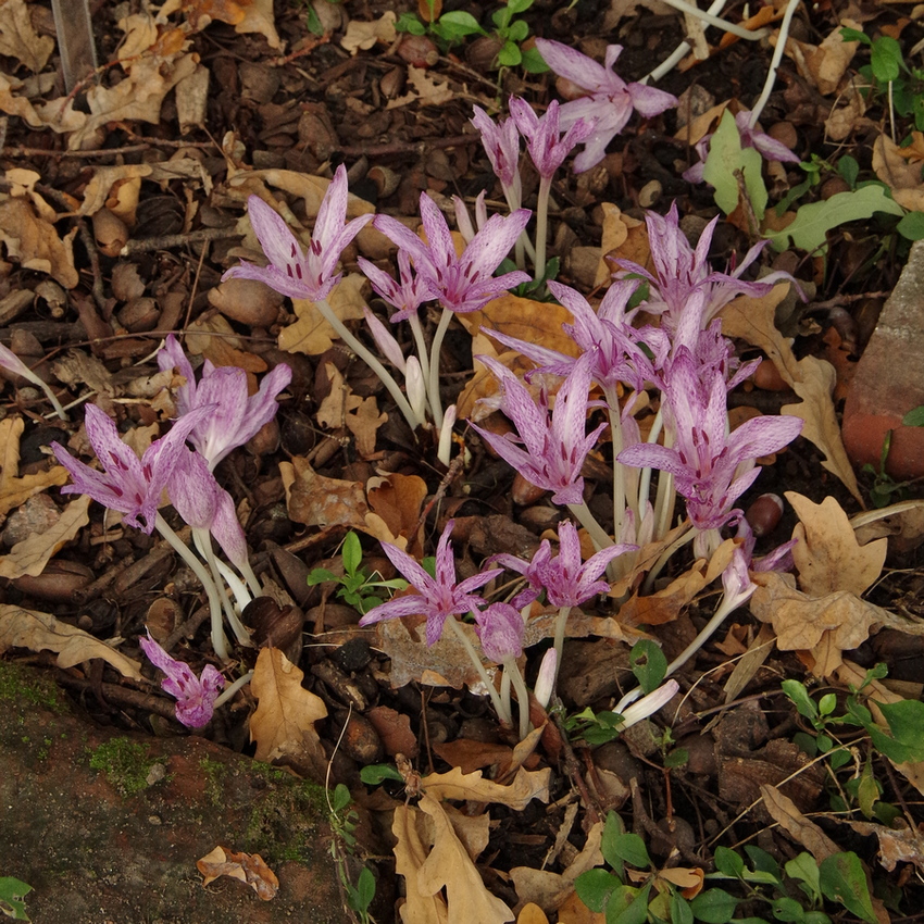 Image of Colchicum &times; agrippinum specimen.
