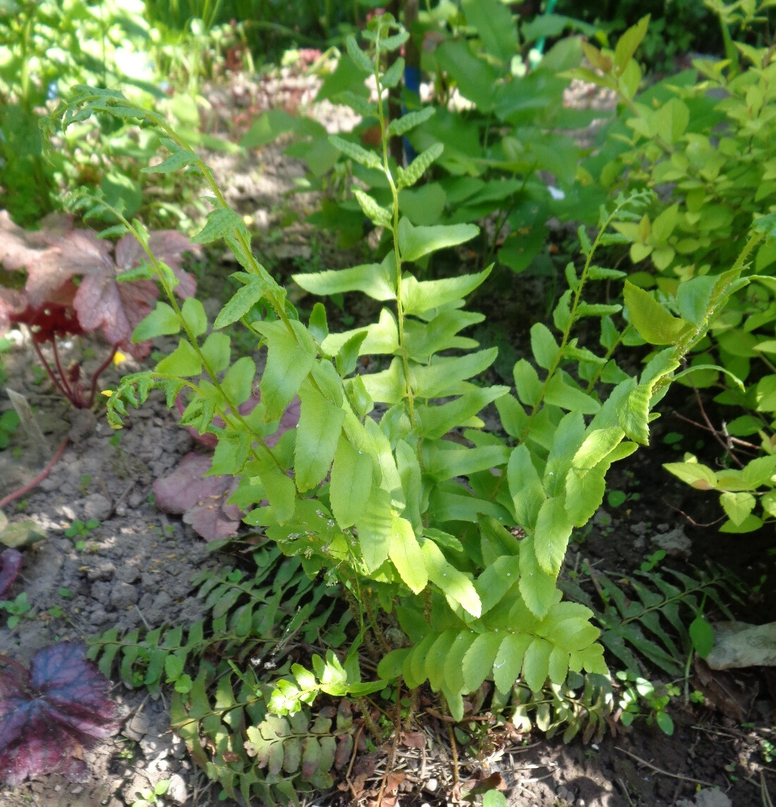 Image of Polystichum acrostichoides specimen.