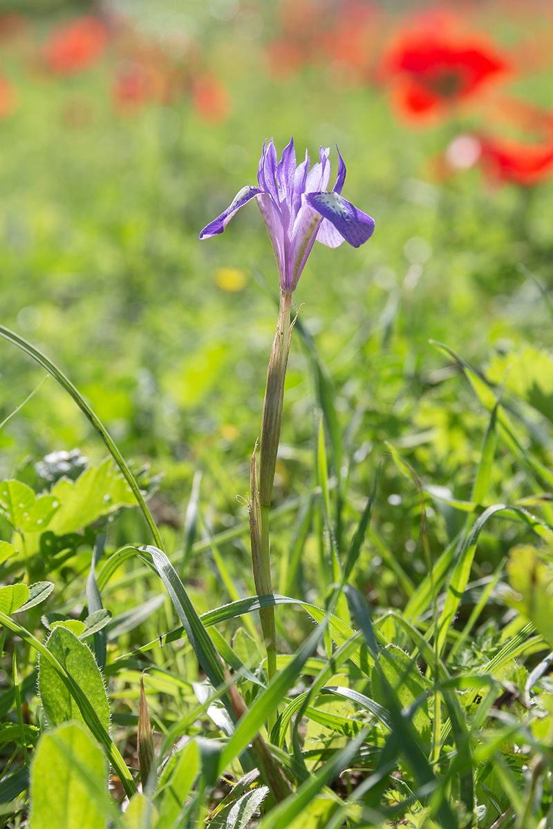 Изображение особи Moraea sisyrinchium.