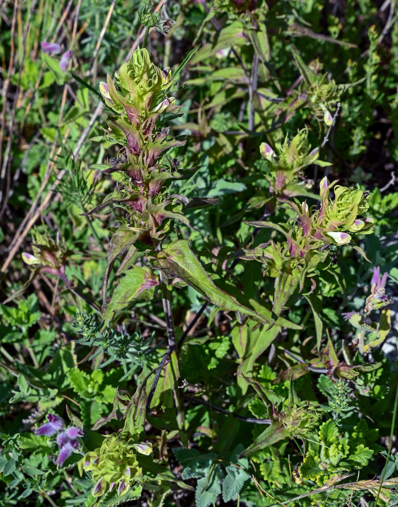 Image of Melampyrum chlorostachyum specimen.