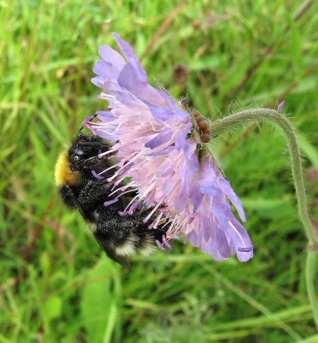 Изображение особи Knautia arvensis.