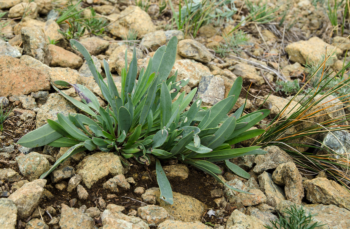 Image of Gypsophila altissima specimen.