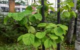 Celastrus orbiculata. Часть ветви. Сахалин, г. Южно-Сахалинск, в парке на ограде. 25.08.2023.