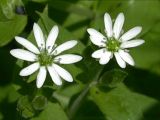 Myosoton aquaticum