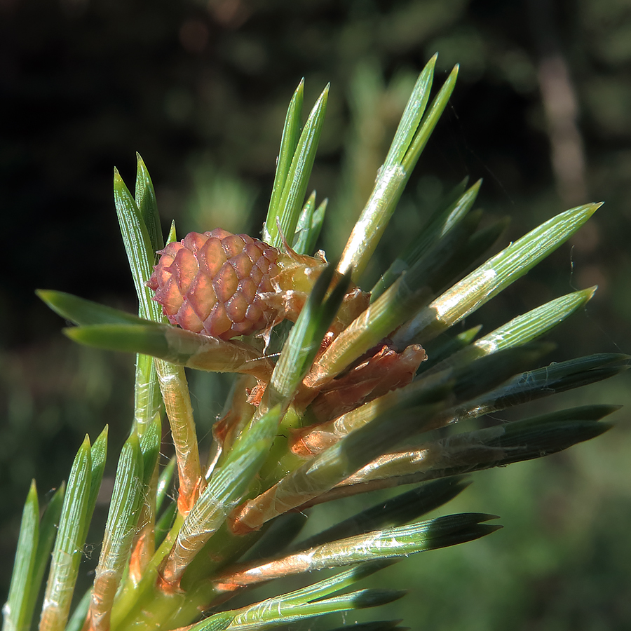Изображение особи Pinus sylvestris.
