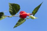 Abutilon megapotamicum