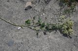 Lepidium latifolium