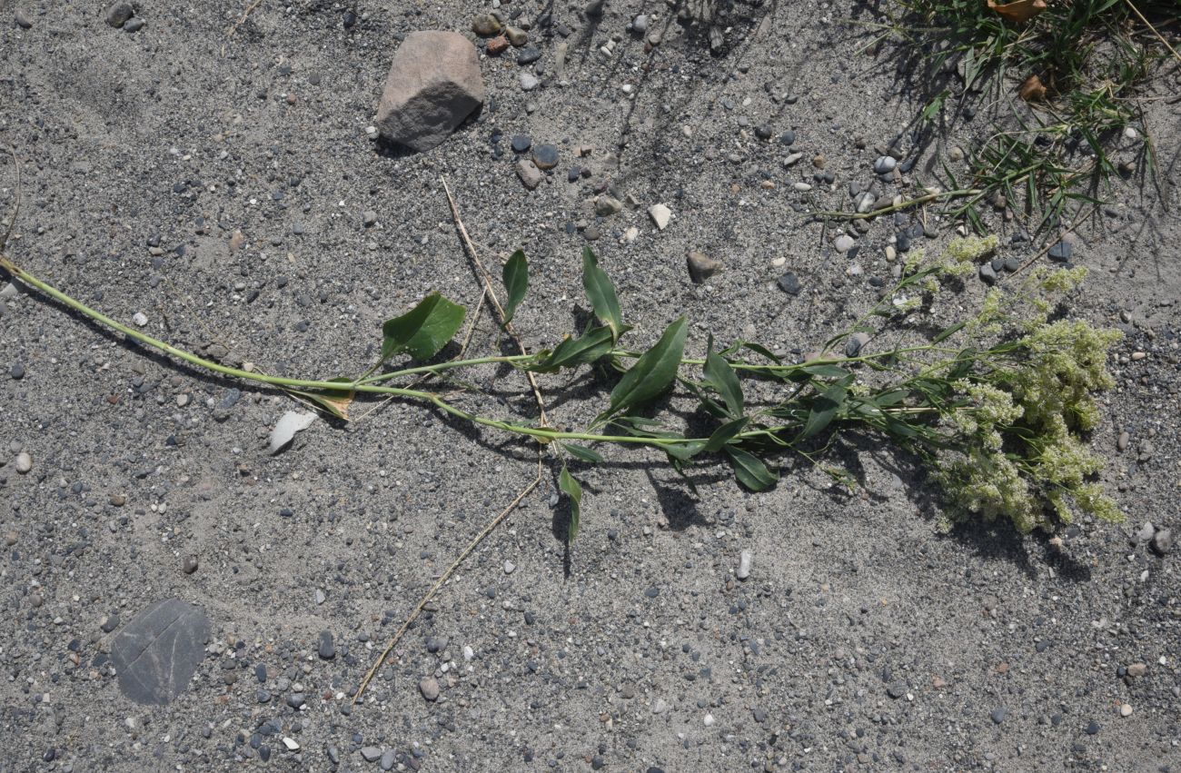 Image of Lepidium latifolium specimen.